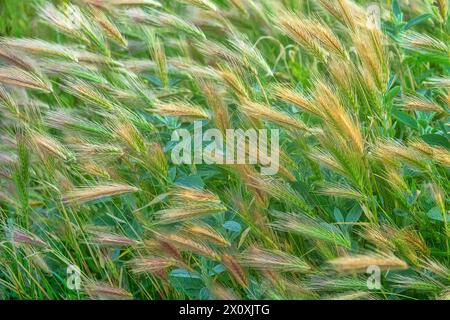 Graminacee (Agropyron cimmericum) nella steppa di Crimea, duna vegetata del Mar d'Azov. Foto Stock