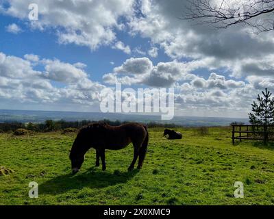 Pony selvatici che pascolano sulle colline di quantock nel somerset, inghilterra, Regno Unito Foto Stock