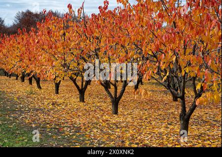 Alberi da frutto con foglie rosse in autunno nel nord della Grecia Foto Stock