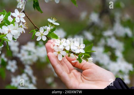 Un melo bianco con molti piccoli fiori in mano a un bambino, che tiene un ramo di un fiore. Foto Stock