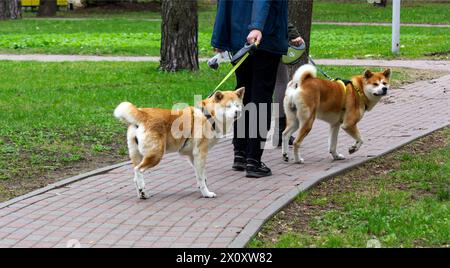 Due cani giapponesi: Akita Inu e Shiba Inu, tenuti al guinzaglio per strada Foto Stock