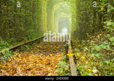 Ucraina estiva. Tunnel dell'amore nella regione di Rovenskaya. Ferrovia in una fitta foresta decidua. Vista dal livello della ferrovia Foto Stock