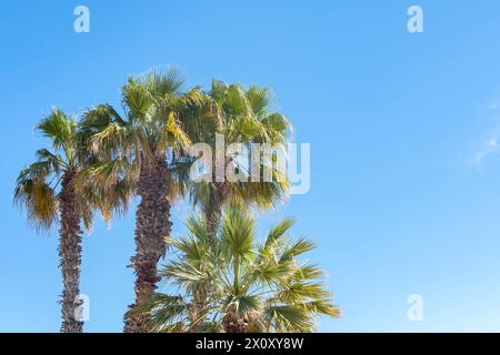 Palme tropicali contro un cielo blu, spazio per testo, copyspace. Foto Stock