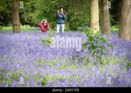 I visitatori di Wanstead Park, nel nord-est di Londra, potranno ammirare i primi Bluebells a Chalet Woods. Data foto: Domenica 14 aprile 2024. Foto Stock