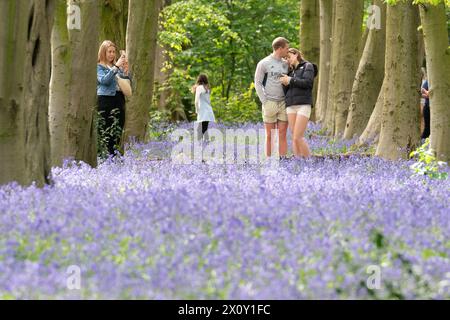 I visitatori di Wanstead Park, nel nord-est di Londra, potranno ammirare i primi Bluebells a Chalet Woods. Data foto: Domenica 14 aprile 2024. Foto Stock