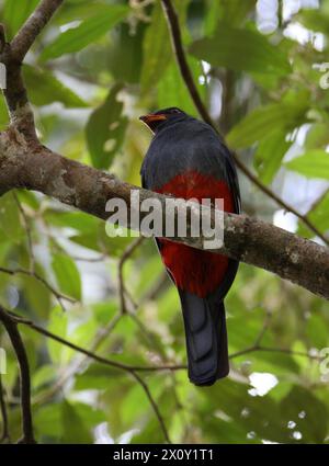 Trogon dalla coda latente, Trogon massena hoffmanni, Trogonidae, Trogoniformes. Tortuguero, Costa Rica. Foto Stock