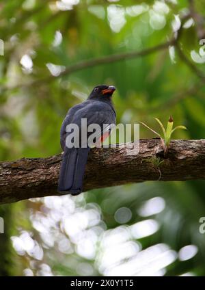 Trogon dalla coda latente, Trogon massena hoffmanni, Trogonidae, Trogoniformes. Tortuguero, Costa Rica. Foto Stock