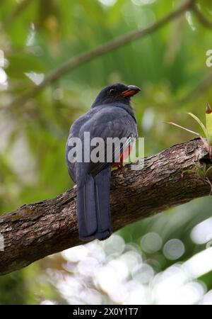 Trogon dalla coda latente, Trogon massena hoffmanni, Trogonidae, Trogoniformes. Tortuguero, Costa Rica. Foto Stock