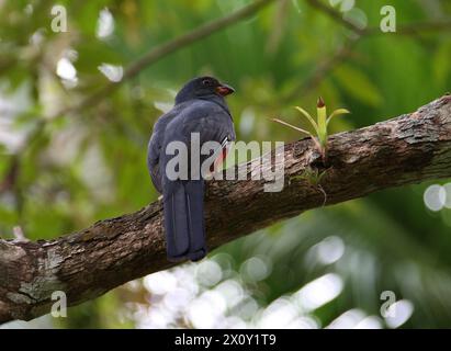 Trogon dalla coda latente, Trogon massena hoffmanni, Trogonidae, Trogoniformes. Tortuguero, Costa Rica. Foto Stock