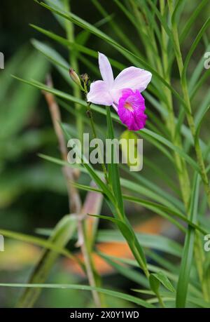 Orchidea di bambù, Arundina graminifolia, Orchidaceae. Tortuguera, Costa Rica. Foto Stock