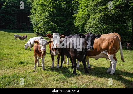 Landschaftspflege in den Alpen - Fleckvieh beweiden eine bewaldete und felsige Alm im Hochgebirge. An steilen Hängen mit Gestrüpp, Felsen und freistehenden Bäumen ist eine Beweidung mit Rindvieh nicht nur in Süddeutschland auch heute noch gängige Praxis. AM Wilden Kaiser Tirol Österreich *** conservazione del paesaggio nelle Alpi bovini maculati che pascolano un pascolo alpino boscoso e roccioso sulle alte montagne su pendii ripidi con macchia, rocce e alberi autosufficienti, il pascolo con bestiame è ancora una pratica comune oggi, non solo nel sud della Germania am Wilden Kaiser Tirol Austria Foto Stock