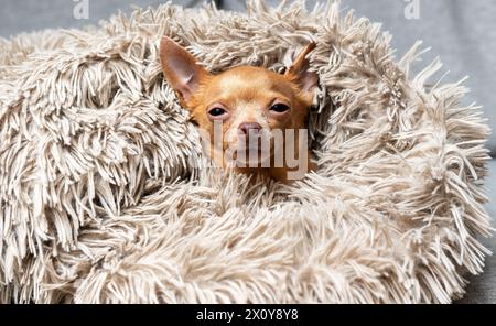 Un simpatico piccolo giocattolo Terrier dopo una doccia, avvolto in una soffice coperta. Comfort e materiali dedicati. Foto Stock