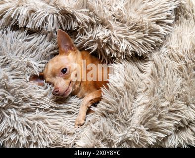 Il piccolo cane della razza Toy Terrier sta riposando, disteso su una soffice coperta. Foto Stock