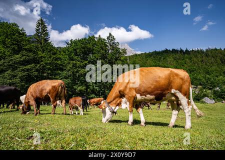 Landschaftspflege in den Alpen - Fleckvieh beweiden eine bewaldete und felsige Alm im Hochgebirge. An steilen Hängen mit Gestrüpp, Felsen und freistehenden Bäumen ist eine Beweidung mit Rindvieh nicht nur in Süddeutschland auch heute noch gängige Praxis. AM Wilden Kaiser Tirol Österreich *** conservazione del paesaggio nelle Alpi bovini maculati che pascolano un pascolo alpino boscoso e roccioso sulle alte montagne su pendii ripidi con macchia, rocce e alberi autosufficienti, il pascolo con bestiame è ancora una pratica comune oggi, non solo nel sud della Germania am Wilden Kaiser Tirol Austria Foto Stock