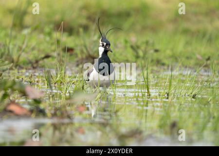 Lapwing settentrionale, Vanellus vanellus Foto Stock