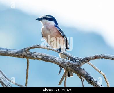 Mask Shrike (Lanius nubicus) maschio arroccato in un albero, Akamas, Cipro. Foto Stock