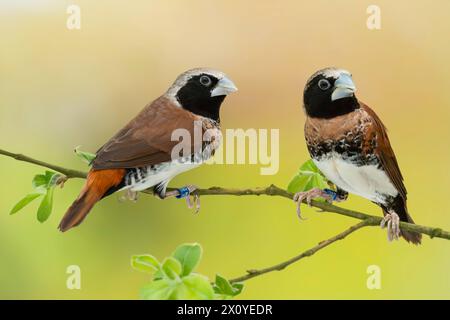 Sottospecie di manichino con petto di castagno Lonchura castaneothorax sharpii Foto Stock