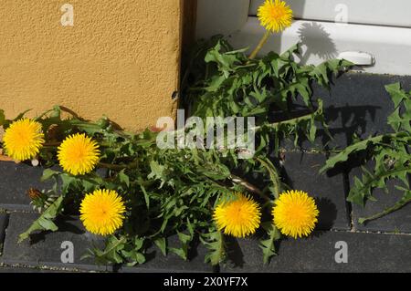 Copenaghen/ Danimarca/14 aprile 2024/ Dandelions si abbassa a Copenaghen Danimarca, (foto.Francis Joseph Dean/Dean Pictures) Foto Stock