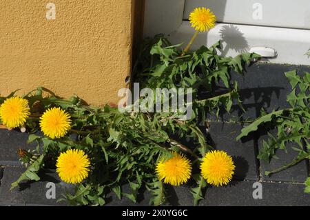 Copenaghen/ Danimarca/14 aprile 2024/ Dandelions si abbassa a Copenaghen Danimarca, foto.Francis Joseph Dean/Dean Pictures Foto Stock