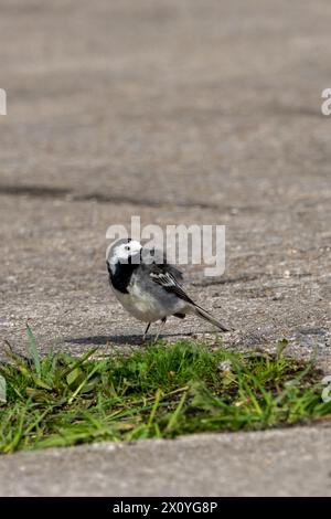 La coda di wagtail pied si prepara dopo il bagno Foto Stock