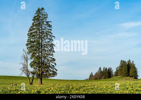 Europa, Svizzera, Neuchâtel, Vue des Alpes, pass, Tête de Ran, montagna, primavera, narcisi, campi di narcisi, Svizzera francese, Giura Foto Stock