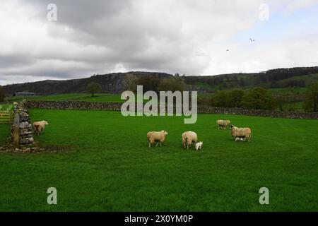 Spring Lambs nello Yorkshire Dales, Stackhouse vicino a Settle, North Yorkshire, Regno Unito Foto Stock