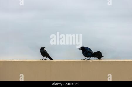 Due Great Tailed Grackles o Mexican Grackles Foto Stock