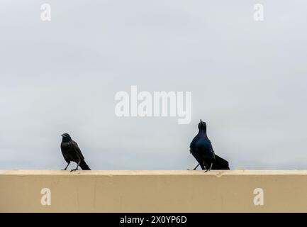 Due Great Tailed Grackles o Mexican Grackles Foto Stock