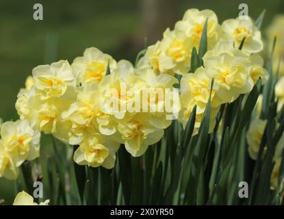 Un grande gruppo di Daffodils Yellow Narcissus 'Cheerfulness' Foto Stock