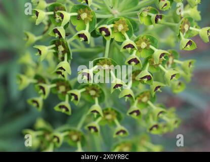 Primo piano di Euphorbia characias wulfenii (spurga mediterranea) Foto Stock