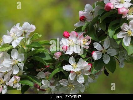 Primo piano della fioritura di mele di granchio di Malus "Corno d'Oro" Foto Stock