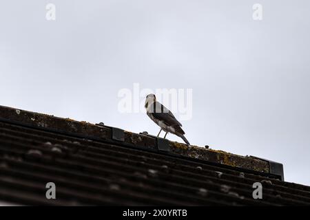 Maschio sparrowhawk eurasiatico, Accipiter nisus, in a Roof, Lancashire, Inghilterra, REGNO UNITO Foto Stock