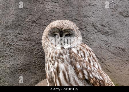 Enorme grande gufo grigio con una faccia rotonda e un petto bianco, arroccato silenziosamente in una foresta nevosa del Nord America. Foto Stock