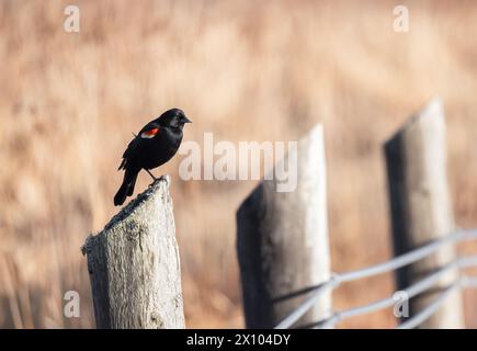 Primo piano maschio Blackbird con ali rosse su un palo di legno con fondo in morbida erba marrone in primavera Foto Stock