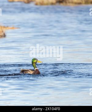 Anatra maschile su uno stagno all'inizio della primavera Foto Stock