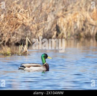 Anatra maschile su uno stagno all'inizio della primavera Foto Stock