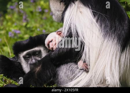 Münster, Germania. 14 aprile 2024. Il gruppo di guereza (Colobus guereza) dell'Allwetterzoo Münster, goditi il clima incredibilmente caldo e soleggiato di oggi nella loro grande area all'aperto libera. Spesso vivono in gruppi sociali o familiari dove le femmine possono condividere i compiti di babysitter. Il primo bambino, nato a febbraio, ha già iniziato a cambiare colore, mentre il piccolo secondo è stato un arrivo a sorpresa poco più di una settimana fa e ha ancora la sua caratteristica pelliccia all-which, che cambia dopo i primi 2-3 mesi. Crediti: Imageplotter/Alamy Live News Foto Stock