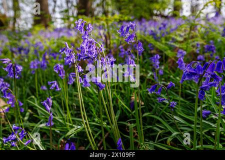 Bluebells inglesi azzurri (Hyacinthoides non-scripta) fiorendo nel bosco in primavera in Surrey, Inghilterra sud-orientale Foto Stock