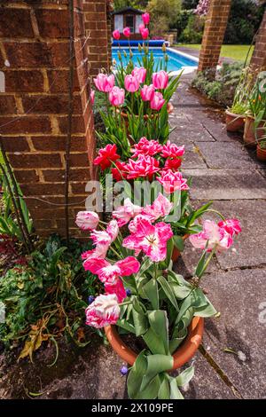 Tulipani rosa in un vaso di terracotta in un giardino nel Surrey, nel sud-est dell'Inghilterra, in primavera Foto Stock