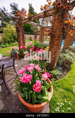Tulipani rosa in vasi di terracotta in un giardino nel Surrey, nel sud-est dell'Inghilterra, in primavera Foto Stock