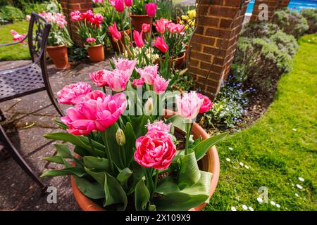 Tulipani rosa in vasi di terracotta in un giardino nel Surrey, nel sud-est dell'Inghilterra, in primavera Foto Stock
