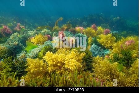 Alghe di vari colori sott'acqua nell'oceano Atlantico, scenario naturale, Spagna, Galizia, Rias Baixas Foto Stock