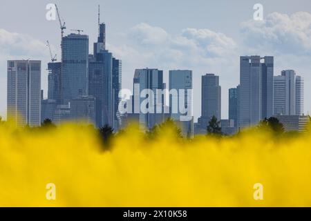 Die Frankfurter Skyline hinter einem blühenden Rapsfeld Die Frankfurter Skyline erhebt sich hinter einem blühenden Rapsfeld. Francoforte sul meno Assia Deutschland *** lo skyline di Francoforte dietro un campo di colza in fiore lo skyline di Francoforte sorge dietro un campo di colza in fiore Francoforte sul meno Assia Germania 2024-04-14 ffm skyline rapsfeld 01 Foto Stock