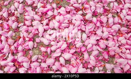 Molti petali di fiori di crapapple rosa seduti a terra. Foto Stock