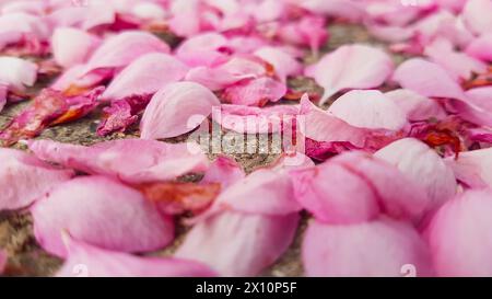 Molti petali di fiori di crapapple rosa seduti a terra. Foto Stock