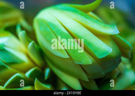 NANNING, CINA - 13 APRILE 2024 - foto scattata il 13 aprile 2024 mostra fiori di mango, uno spuntino speciale, a Nanning, provincia del Guangxi, Cina. Foto Stock