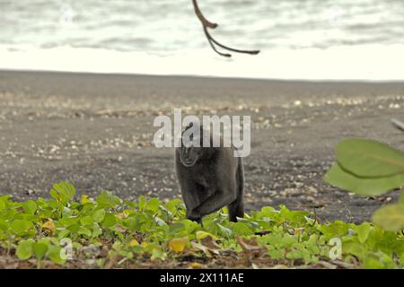 Un macaco crestato (Macaca nigra) si forgia su una spiaggia a Taman Wisata Alam Batuputih (Parco naturale di Batuputih), che si trova vicino a: Riserva naturale di Tangkoko a Sulawesi settentrionale, Indonesia. "Il cambiamento climatico è uno dei principali fattori che influenzano la biodiversità a livello mondiale a un ritmo allarmante", secondo un team di scienziati guidati da Antonio Acini Vasquez-Aguilar nel loro documento di ricerca pubblicato per la prima volta nel marzo 2024 su Environ Monit Evaluate. Potrebbe spostare la distribuzione geografica delle specie, comprese le specie che dipendono molto dalla copertura forestale, hanno scritto. Foto Stock