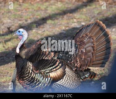 Un tacchino maschio selvaggio, chiamato tom o gobbler, Meleagris gallopavo, cammina in un puntone parziale, durante la stagione primaverile degli accoppiamenti. Foto Stock