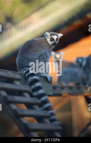 Il lemure dalla coda ad anello (Lemur catta) nello zoo Foto Stock