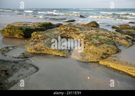 Coquina scoglia lungo il litorale al Washington Oaks Gardens State Park a Palm Coast, Florida. (USA) Foto Stock